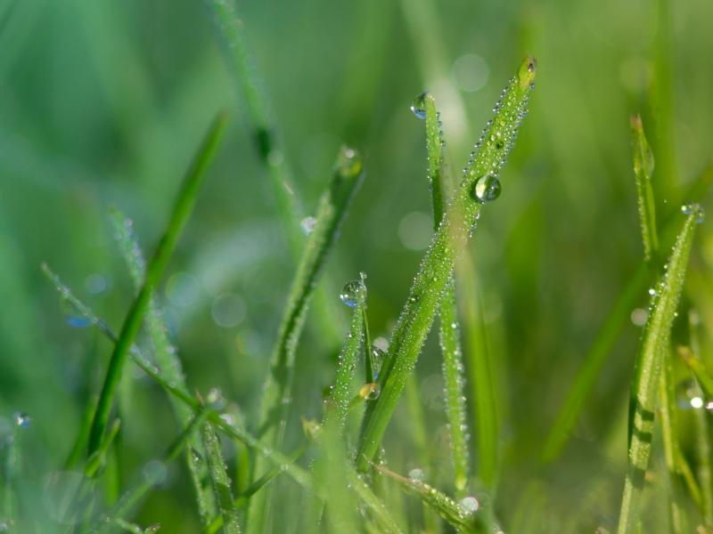 Urlaubsstimmung-zuhause-gruenes-Gras-800auf600-OekoPlus-Natur-Wandfarbe