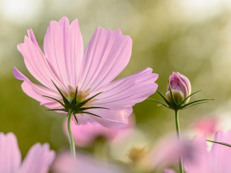 Urlaubsstimmung-zuhause-rosa-Blume-800auf600-OekoPlus-Natur-Wandfarbe