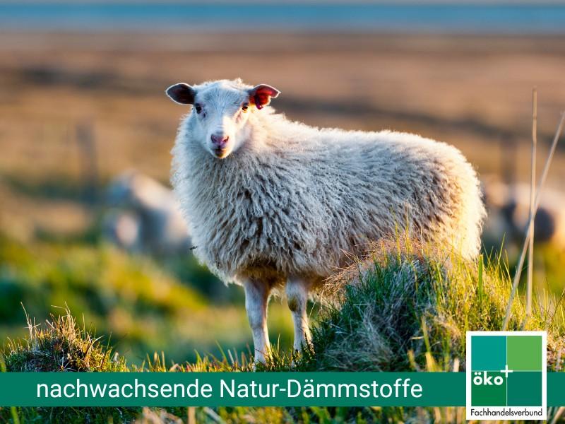 Altbau-Daemmung-nachwachsende-Naturdaemmstoffe-OekoPlus-800auf600-c-canva